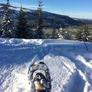 Meet your Posher, Alice